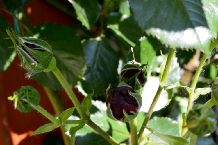 Így szeretünk, Máriakálnok