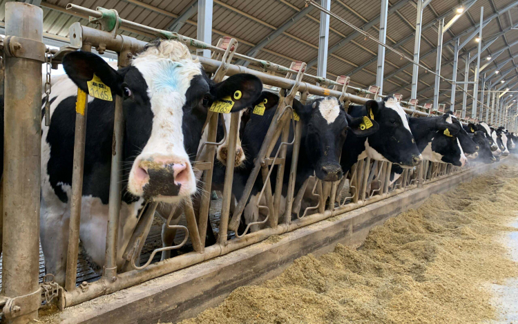 Nébih: enyhített a korlátozáson kívüli területeken a ragadós száj- és körömfájás miatt hozott intézkedéseken az állategészség