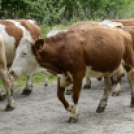 Szigetközi Gulyahajtás 2019