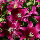 Tavaszváró - Tulipános kert