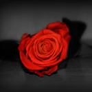 Scháling Anita Fotóalbuma