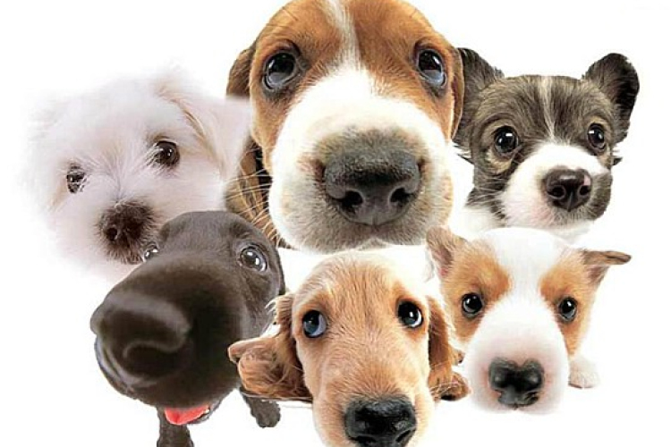 Ebösszeírás Mosonmagyaróváron