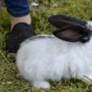 Húsvéti ráhangolódás Máriakálnokon