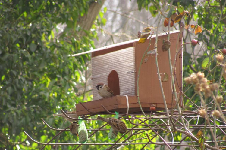 Hogyan (ne) etessük a madarakat?