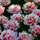 Tavaszváró - Tulipános kert