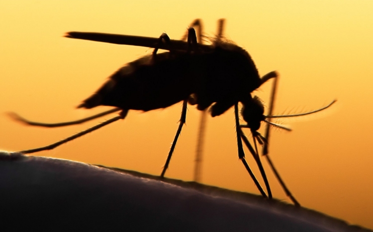 Ismét szúnyoggyérítés Mosonmagyaróváron