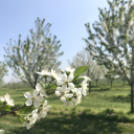 Vadcseresznyefák virágzása a Szigetköz Lelke Pálinkaház birtokán
