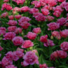 Tavaszváró - Tulipános kert