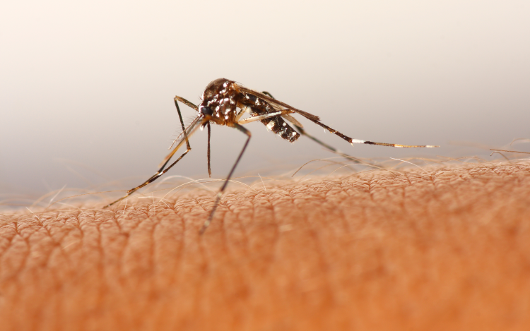 Megkezdik a Szigetközben a szúnyoggyérítést