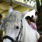 Szigetközi gulyahajtás 2018