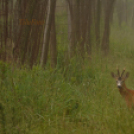Tilai Gergely online fotókiállítása - díjnyertes képekkel