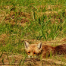 Tilai Gergely online fotókiállítása - díjnyertes képekkel