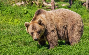 Halálos medvetámadás történt a székelyföldi Kőrispatakon