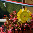 Szigetközi Önkormányzatok a fenntartható energiahasználatért