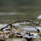 Bánhegyi Photography - Szigetköz képekben