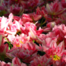 Tavaszváró - Tulipános kert