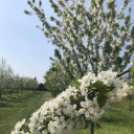 Vadcseresznyefák virágzása a Szigetköz Lelke Pálinkaház birtokán