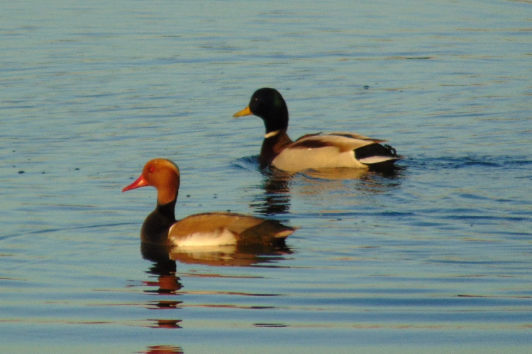 Lipóti madársereg szemle