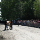 Szigetközi gulyahajtás 2018