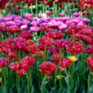 Tavaszváró - Tulipános kert