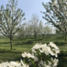 Vadcseresznyefák virágzása a Szigetköz Lelke Pálinkaház birtokán