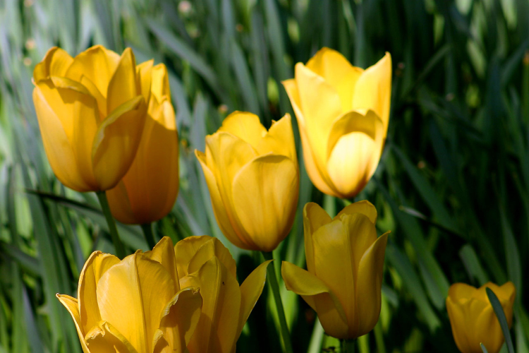 Tavaszváró - Tulipános kert