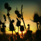 Scháling Anita Fotóalbuma