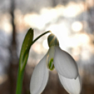 Scháling Anita Fotóalbuma