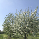 Vadcseresznyefák virágzása a Szigetköz Lelke Pálinkaház birtokán