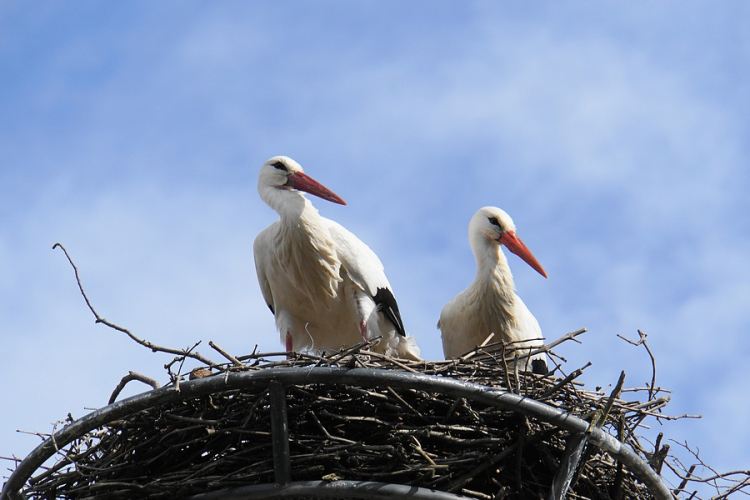 4 343 fészektartóval várja az E.ON a gólyákat