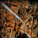  Körtvélyesi László Körte fotóművész munkái