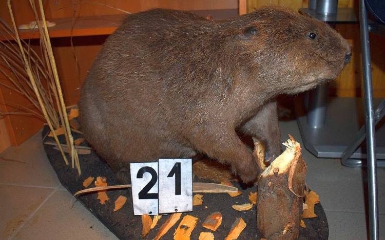 Rendőrkézen a szigetközi orvvadászok