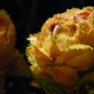 Tavaszváró - Tulipános kert