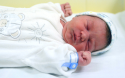 Bara Nándor Máté, Darnózseli