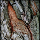  Körtvélyesi László Körte fotóművész munkái