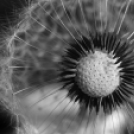 Scháling Anita Fotóalbuma