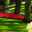 Tavaszváró - Tulipános kert