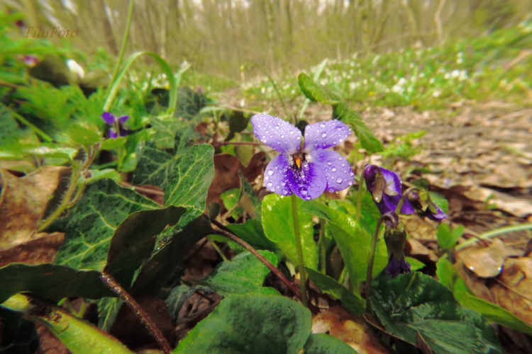 Tilai Gergely online fotókiállítása - díjnyertes képekkel