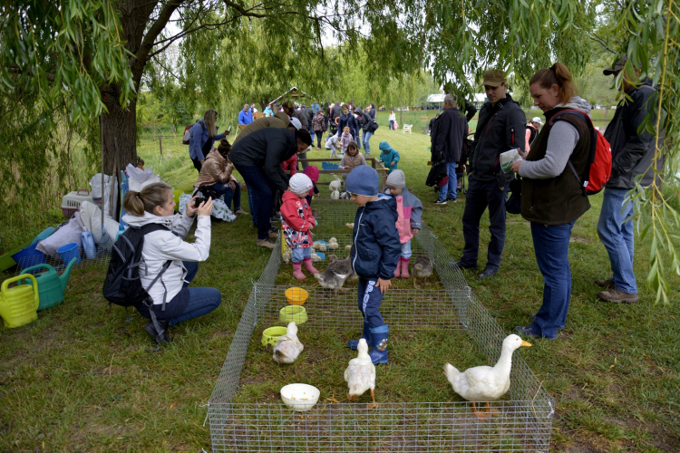 Szigetközi Gulyahajtás 2019