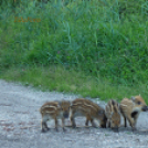 Tilai Gergely online fotókiállítása - díjnyertes képekkel