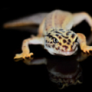 Scháling Anita Fotóalbuma