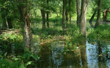 Megindult Szigetközben az elárasztás