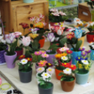 I. Szigetközi Vásár