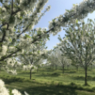 Vadcseresznyefák virágzása a Szigetköz Lelke Pálinkaház birtokán