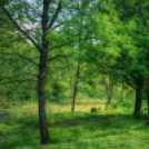 Scháling Anita Fotóalbuma