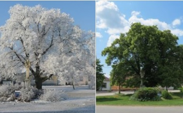 Az év fája lehet a kimlei hárs - már a döntőbe jutott!