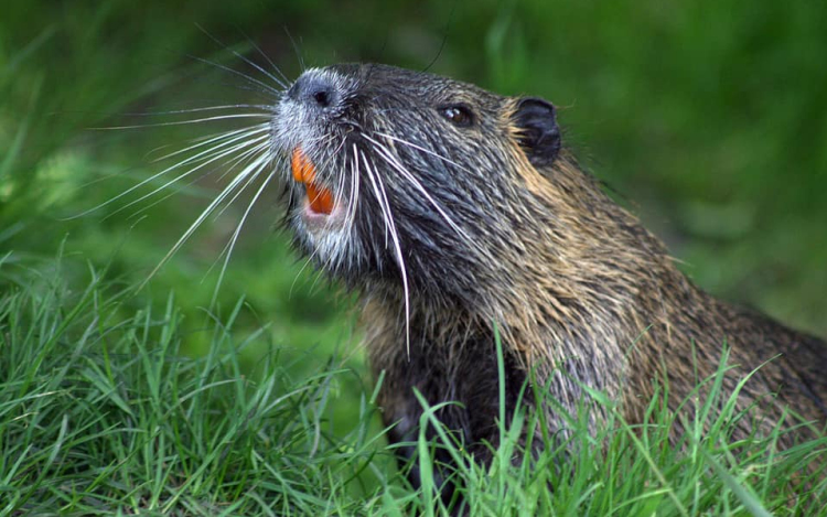 Hódító Hódok a Szigetközben