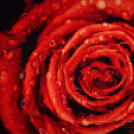 Scháling Anita Fotóalbuma