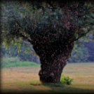  Körtvélyesi László Körte fotóművész munkái