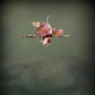  Körtvélyesi László Körte fotóművész munkái